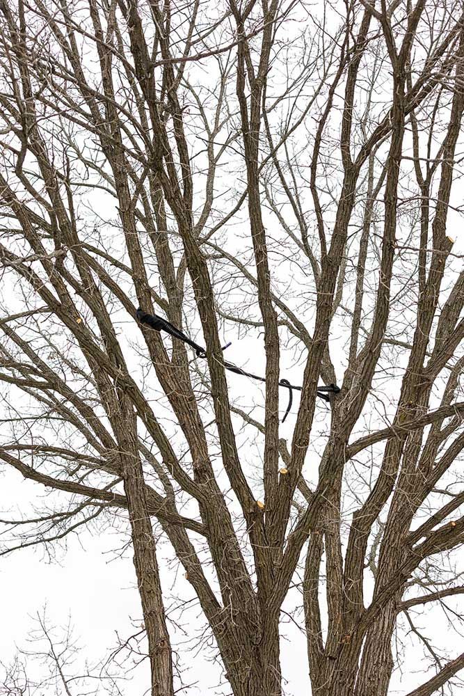 Bare tree branches against a white sky; black cables stretch through the branches.