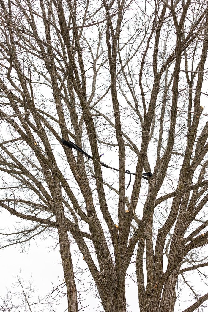Bare tree branches against a white sky, with a dark object caught in them.
