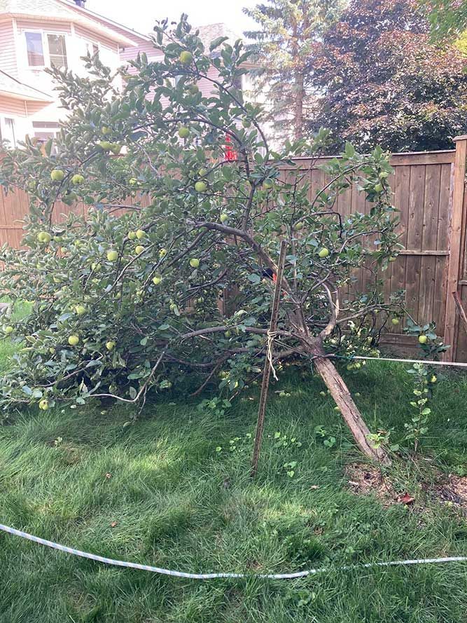 A leaning apple tree with green apples, supported by a stake, in a backyard next to a wooden fence.