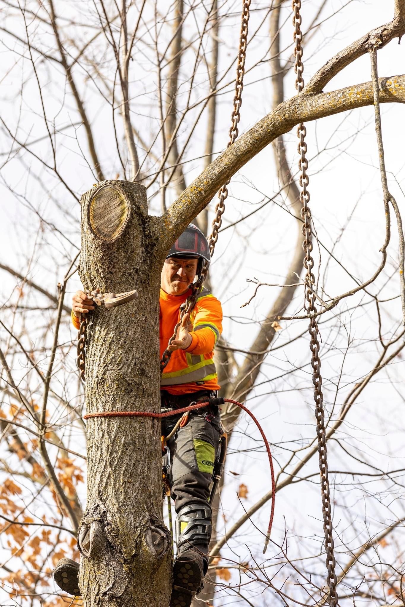 Two tree workers cutting a fallen tree on a street, wearing safety gear.