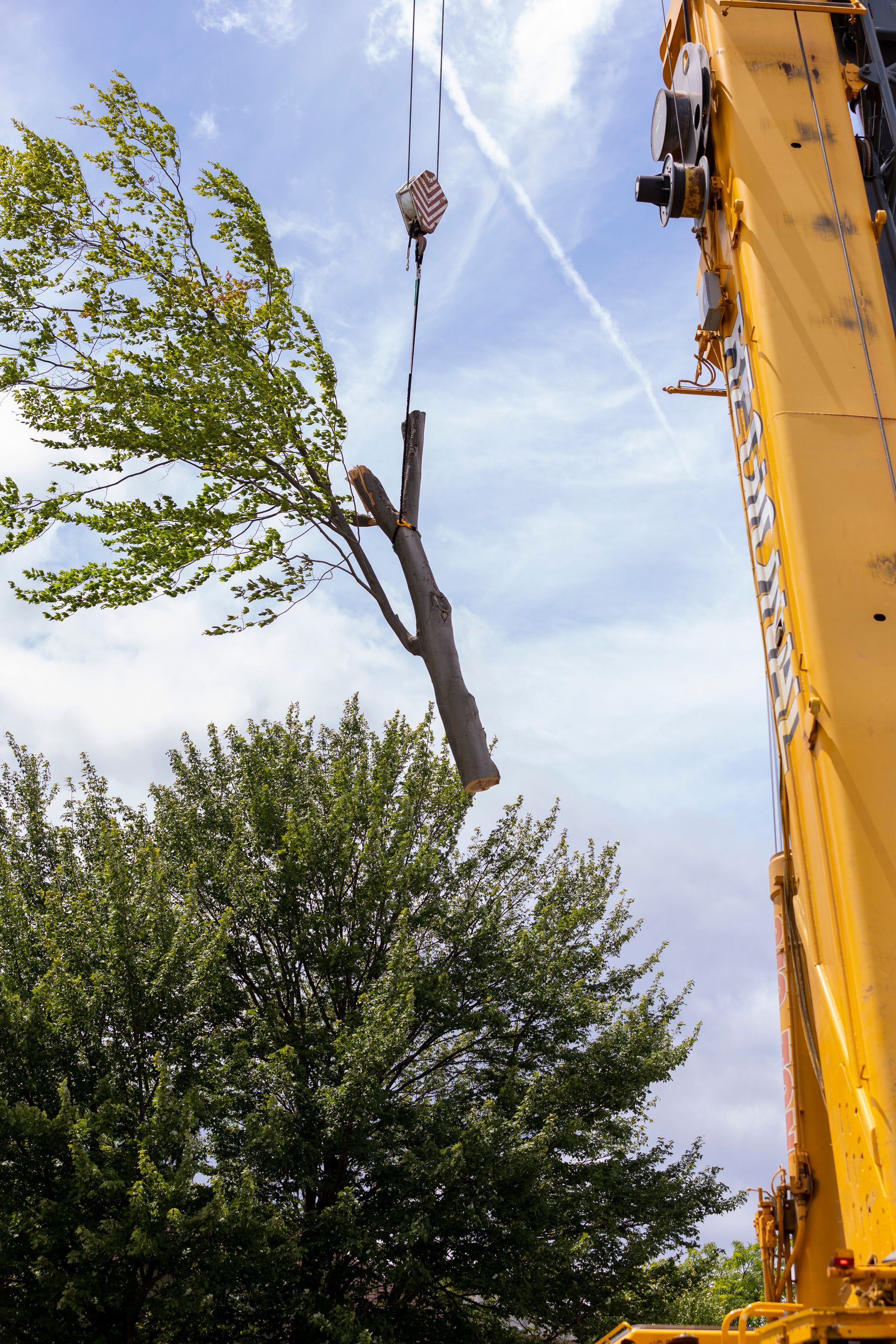 Arborist wearing orange safety gear cuts a fallen tree with a chainsaw in a yard.