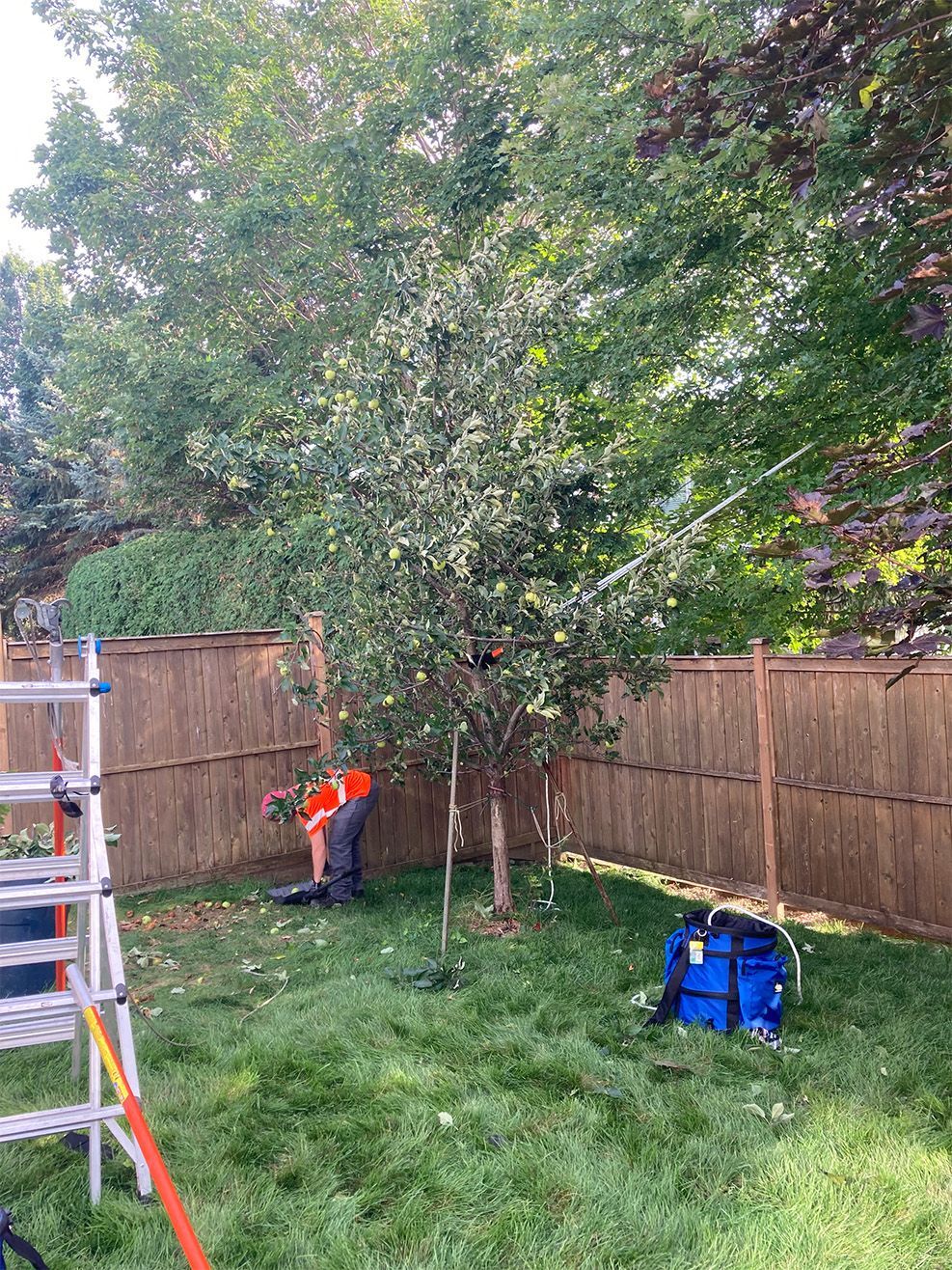 Person trimming a tree in a backyard. Orange shirt. Ladder on left. Blue sprayer on right. Brown fence.