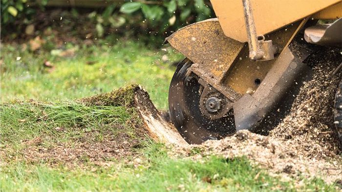 A tree stump being ground by a yellow stump grinder on grass, with wood chips flying.