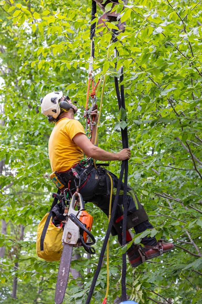 Arborist in a tree wearing safety gear, holding a rope and chainsaw.
