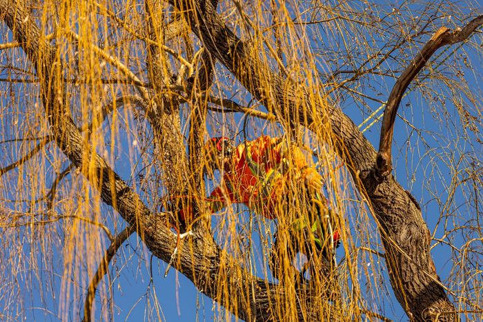 Arborist in orange clothing trimming a weeping willow tree against a blue sky.