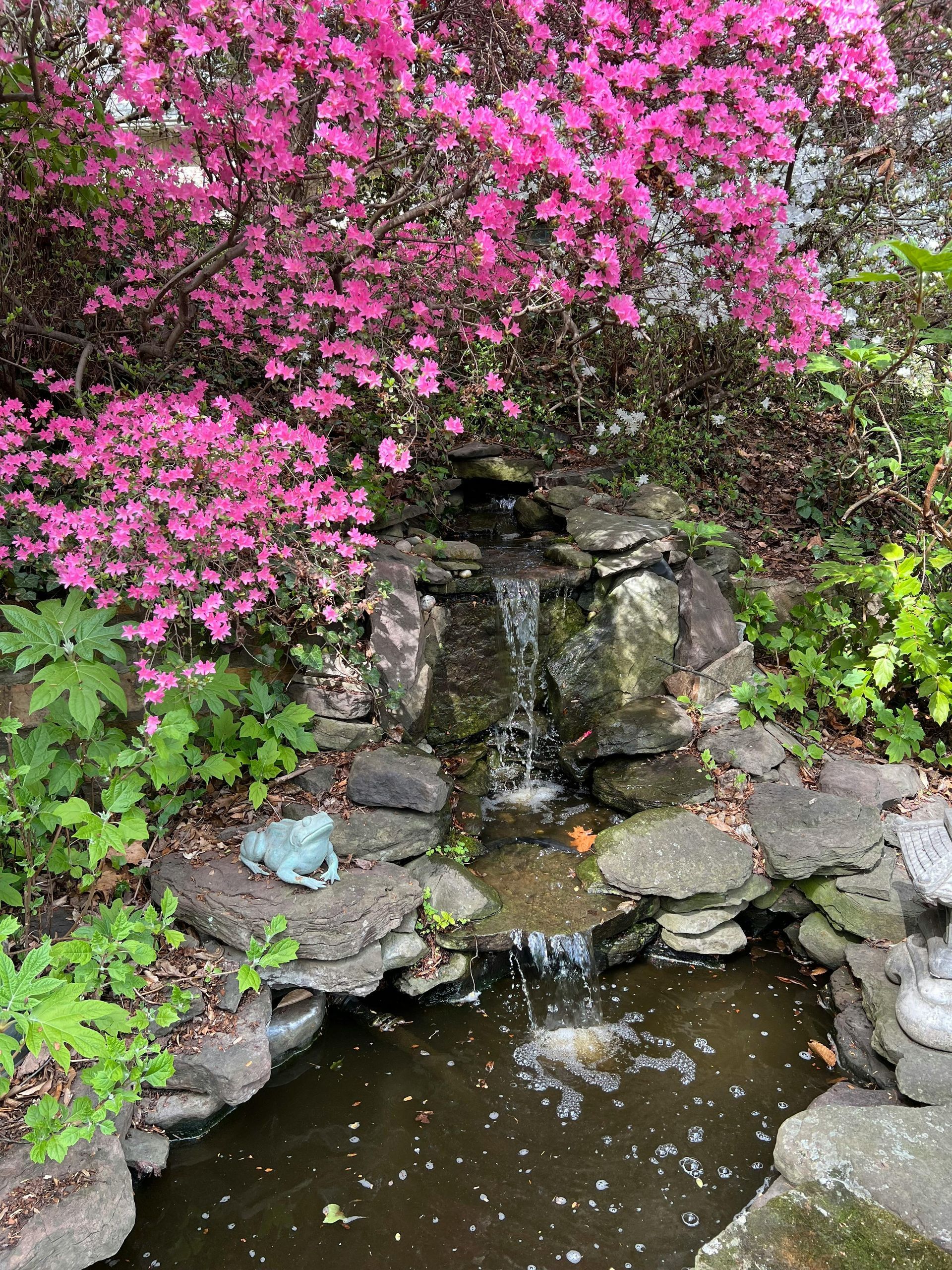 pink flowering bush planted in iowa