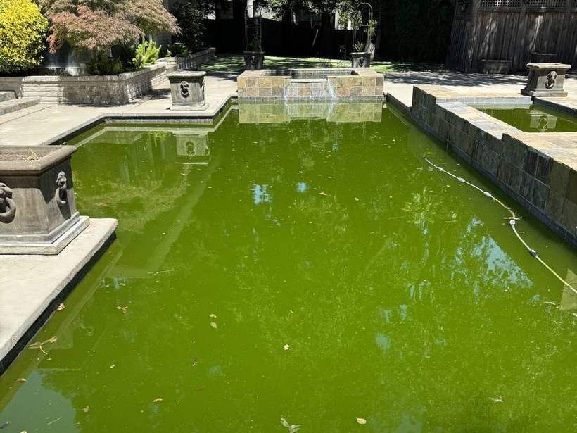 Green algae-filled swimming pool in a Sacramento backyard before cleaning