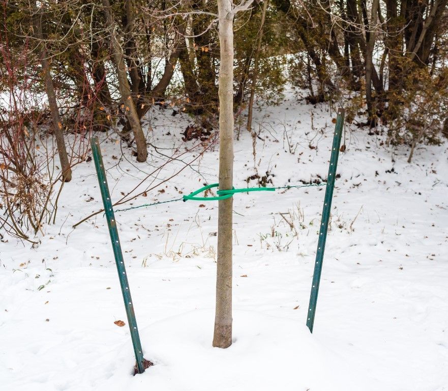 A tree growing at an angle and is braced up by a round t-post and strapped with black rope