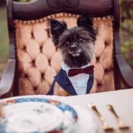 Small dog in a navy suit and red bow tie seated at a dining table in a tufted chair.