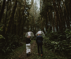Two people with clear umbrellas walking along a forest path under tall trees