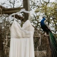 Peacock perched on a branch beside a hanging white dress in a wooded yard