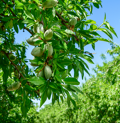 Green fruits hanging on a leafy tree branch against a bright blue sky