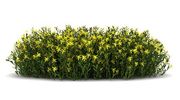 Bush — Chino, CA — California Custom Landscape Inc.