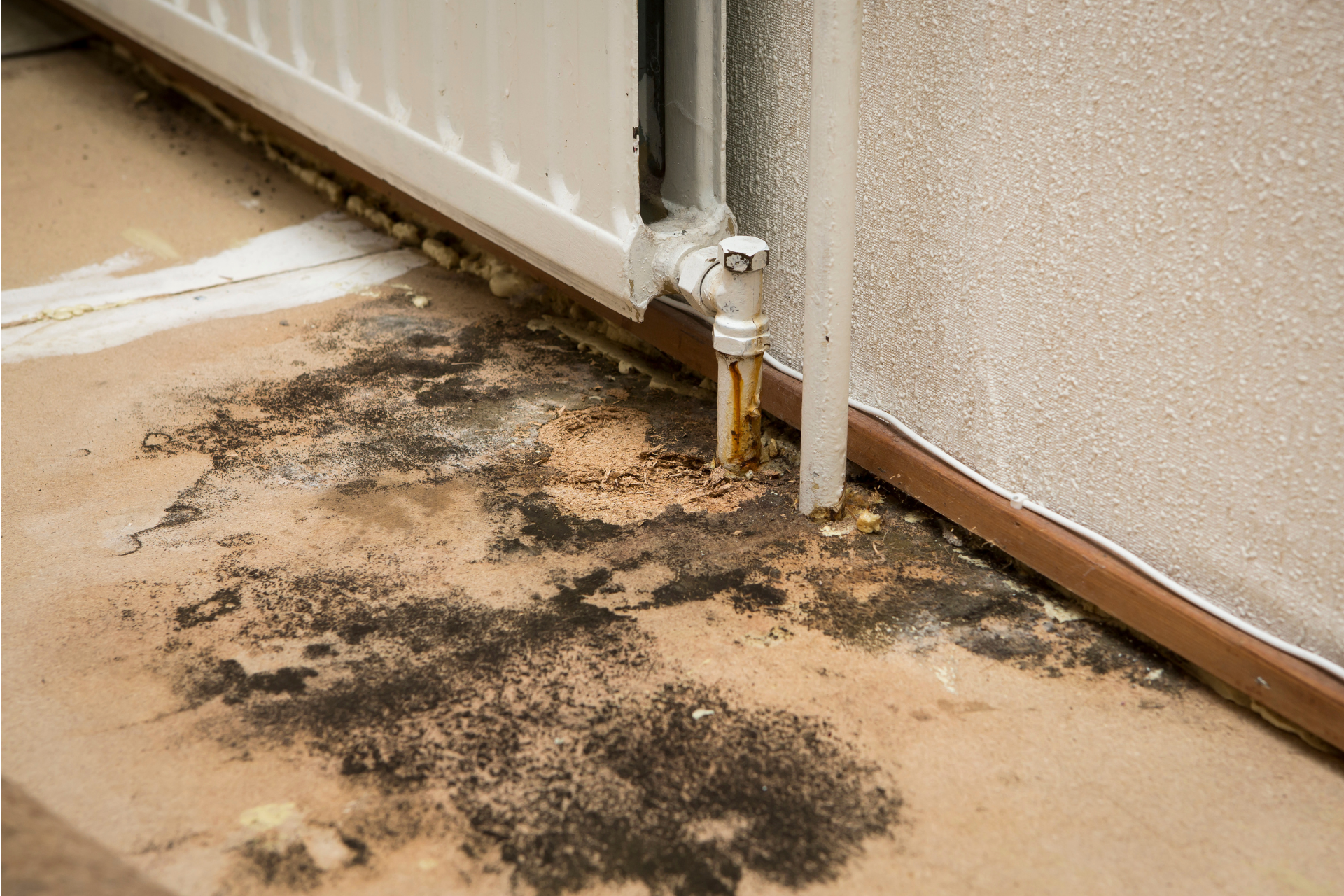 Mold
