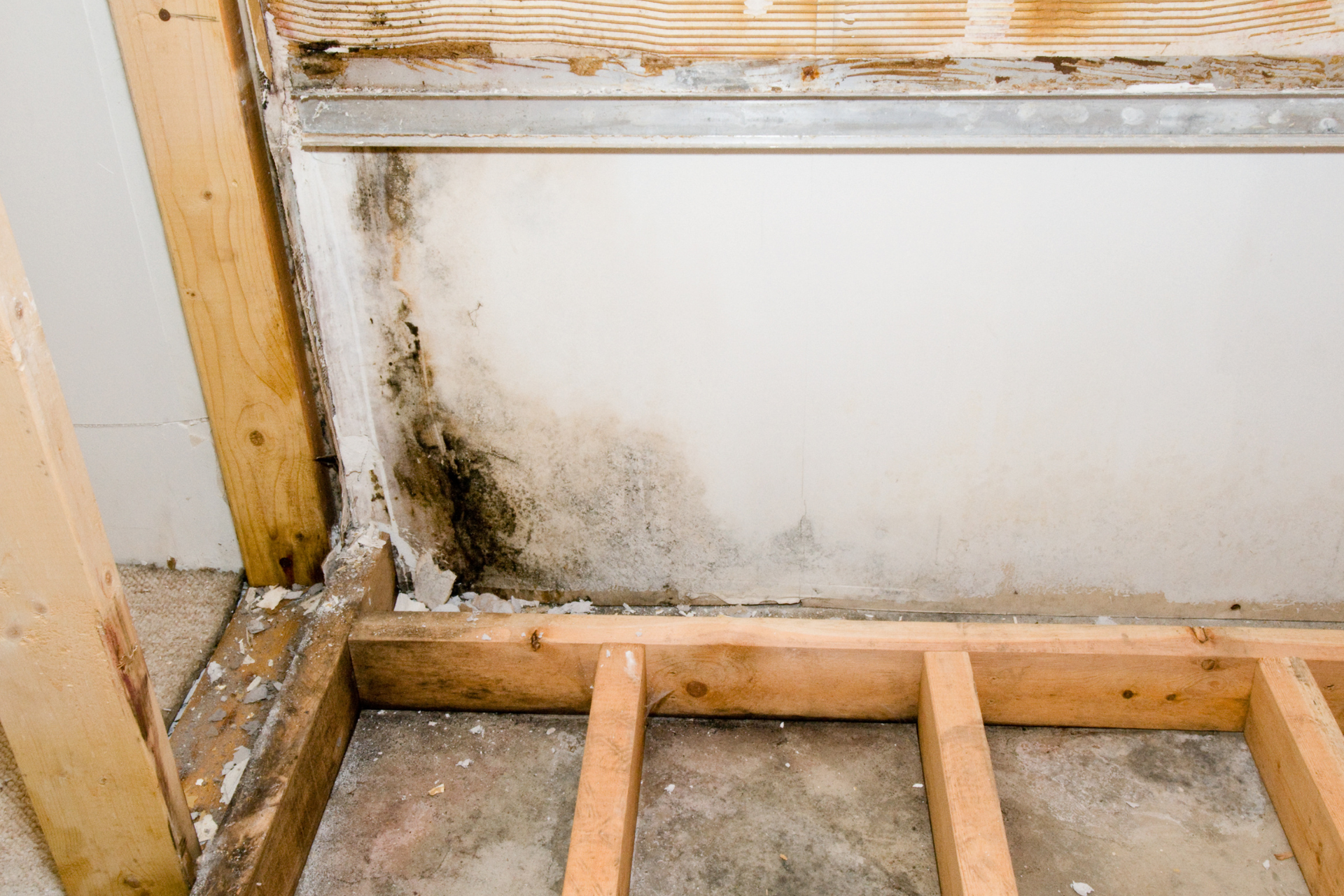 Mold in Basement