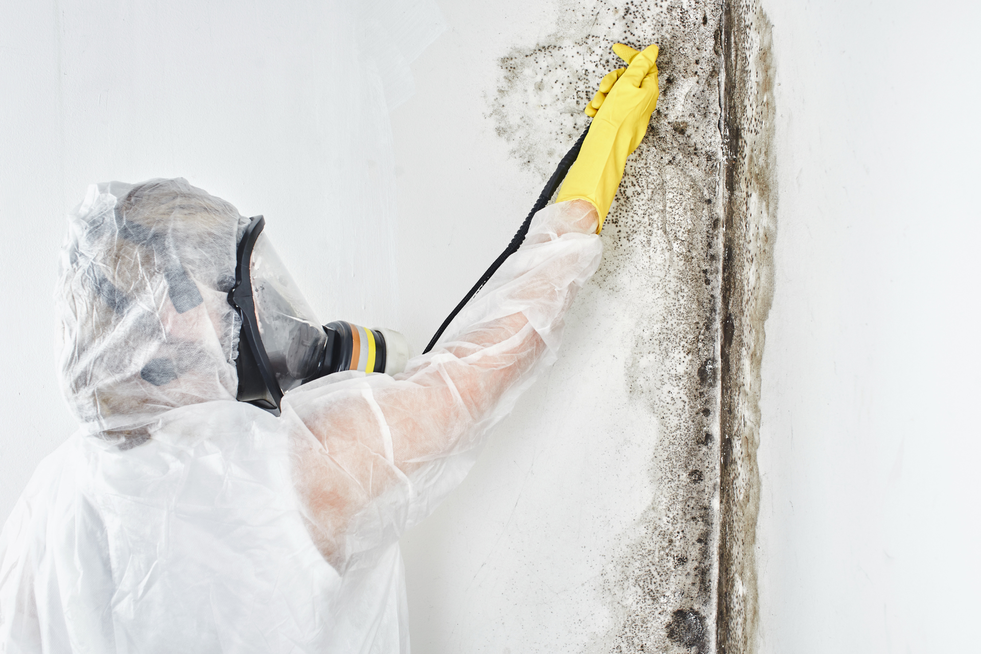 Professional Mold Removal