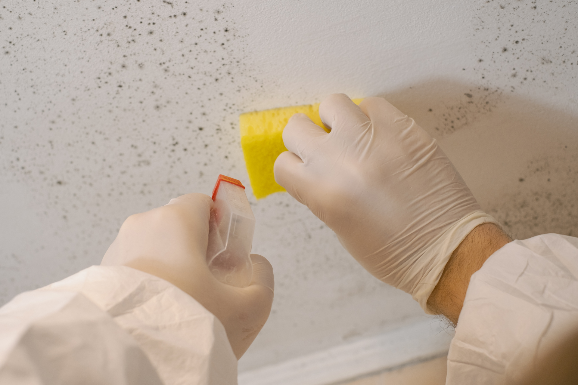 Mold Removal