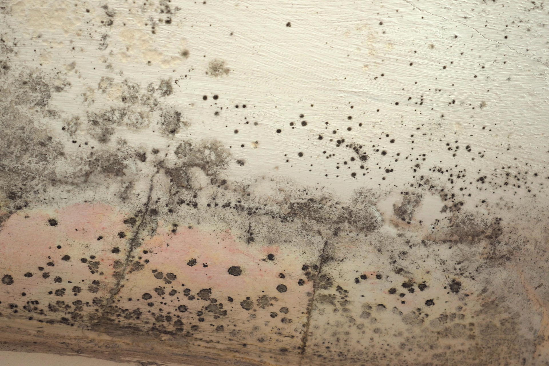 Mold Growth