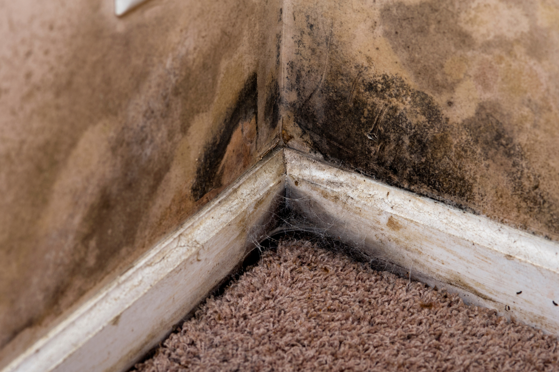 Mold Growth in Your Utah Basement