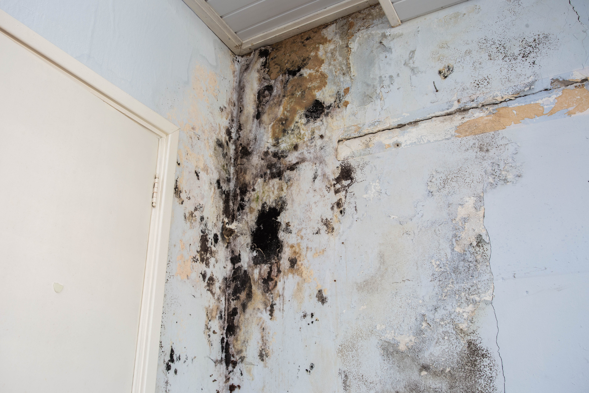 Mold Growth