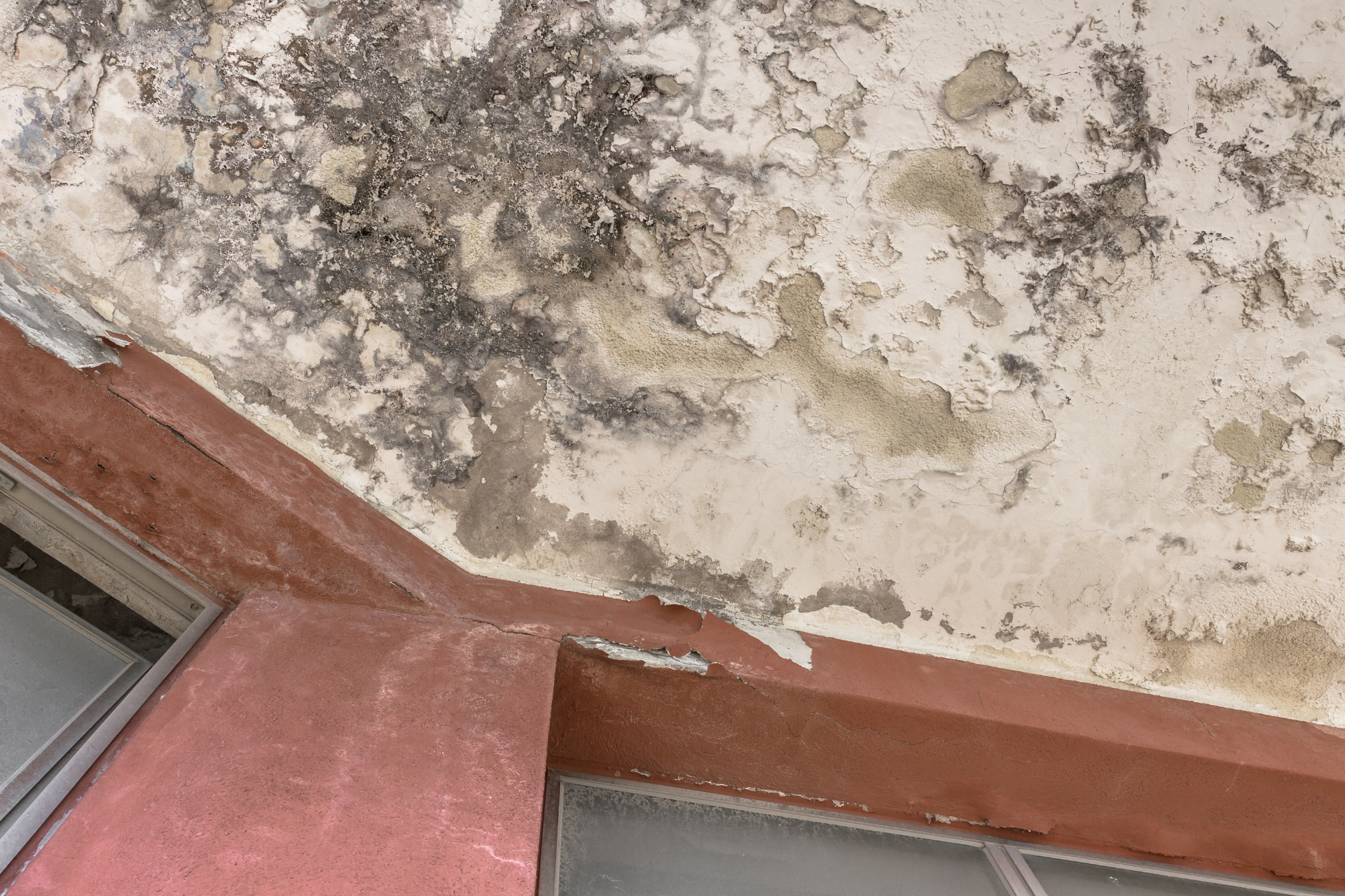 Mold Growth After Water Damage