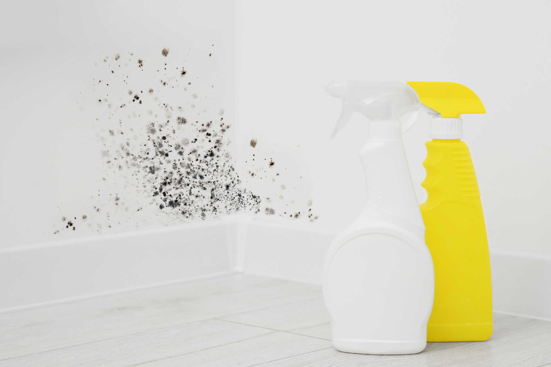 Mold Removal