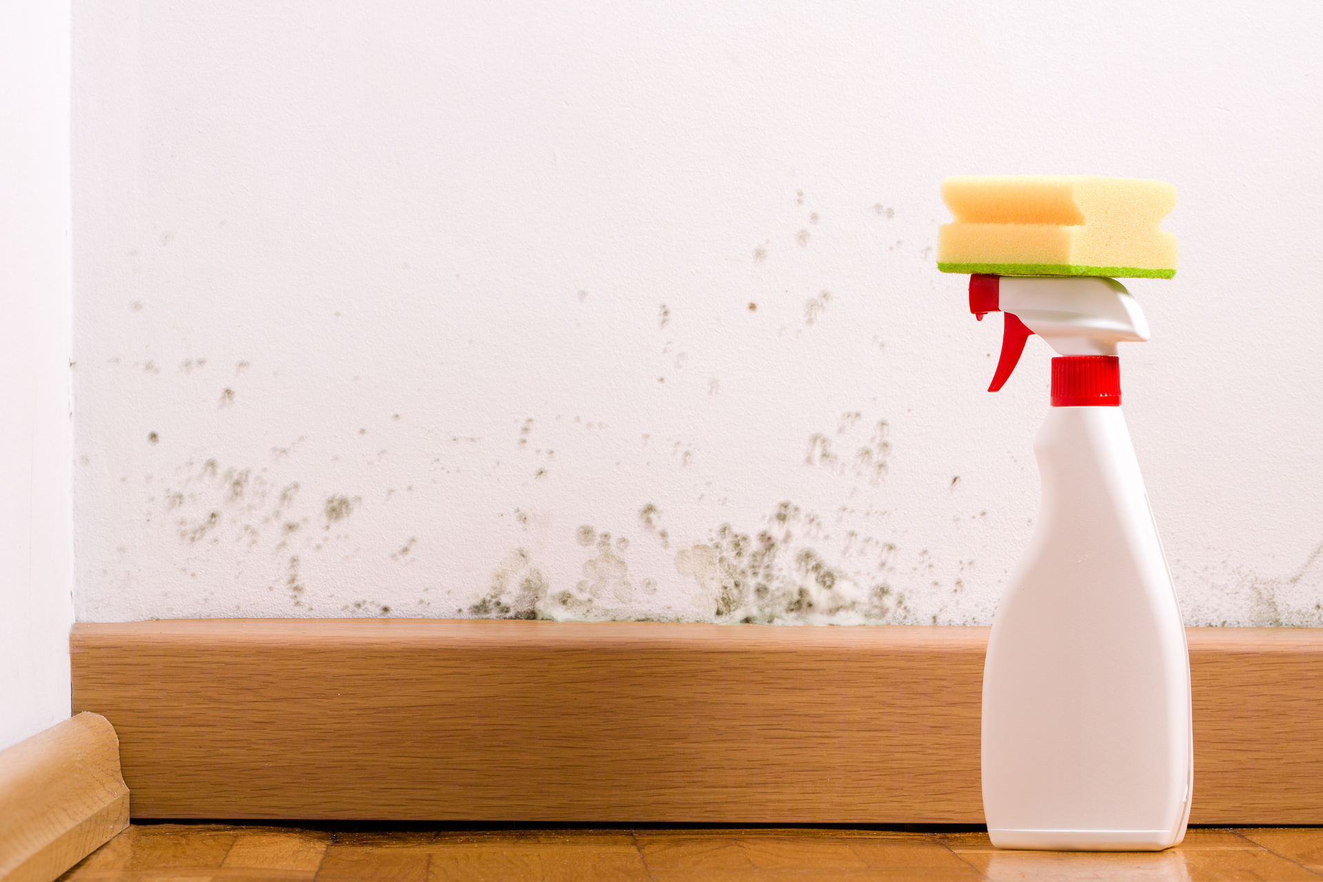 Mold Removal Spray
