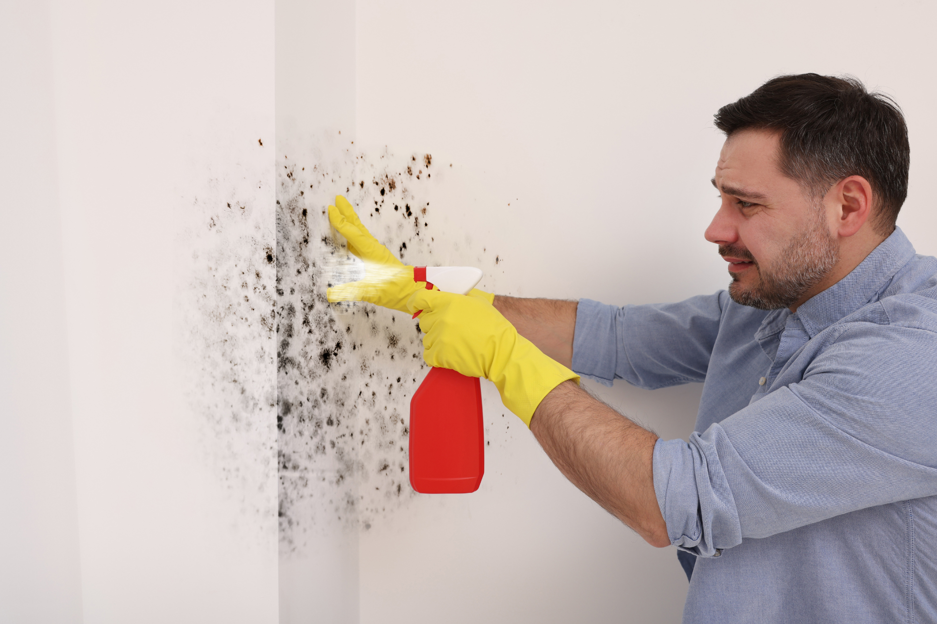 Mold Removal