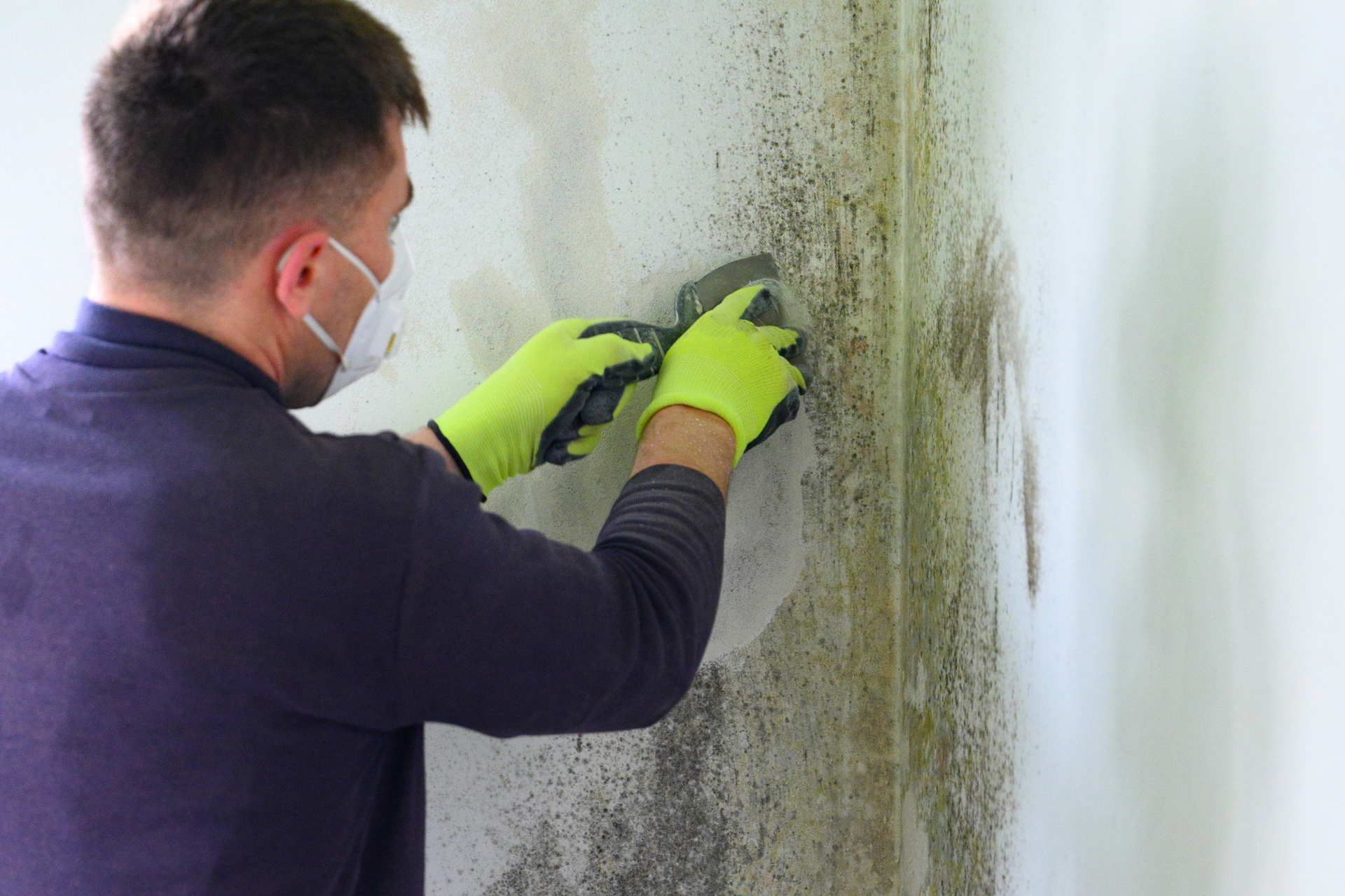 DIY Mold Removal