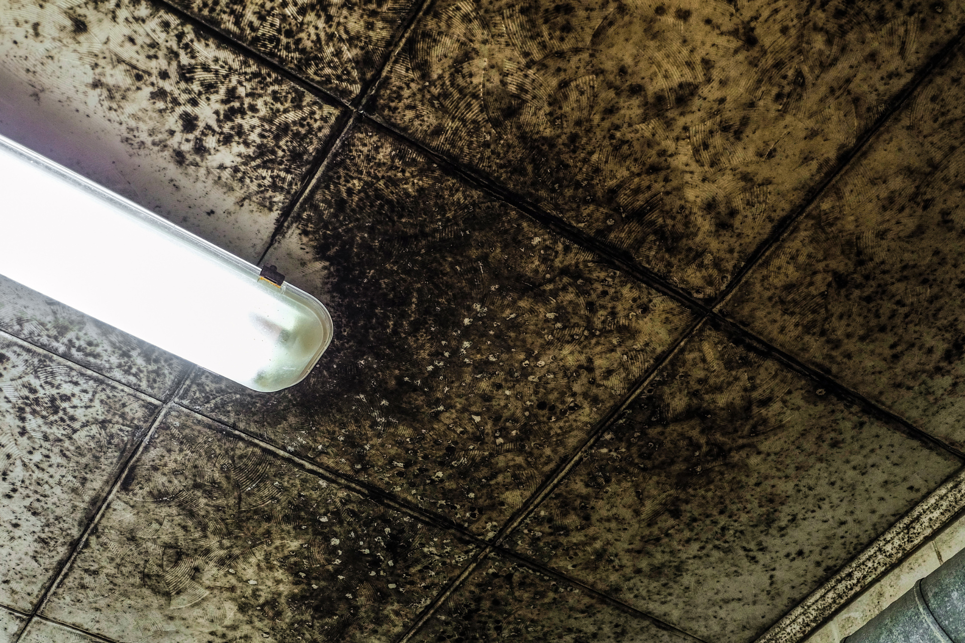 Mold covers a ceiling, with a fluorescent light fixture.