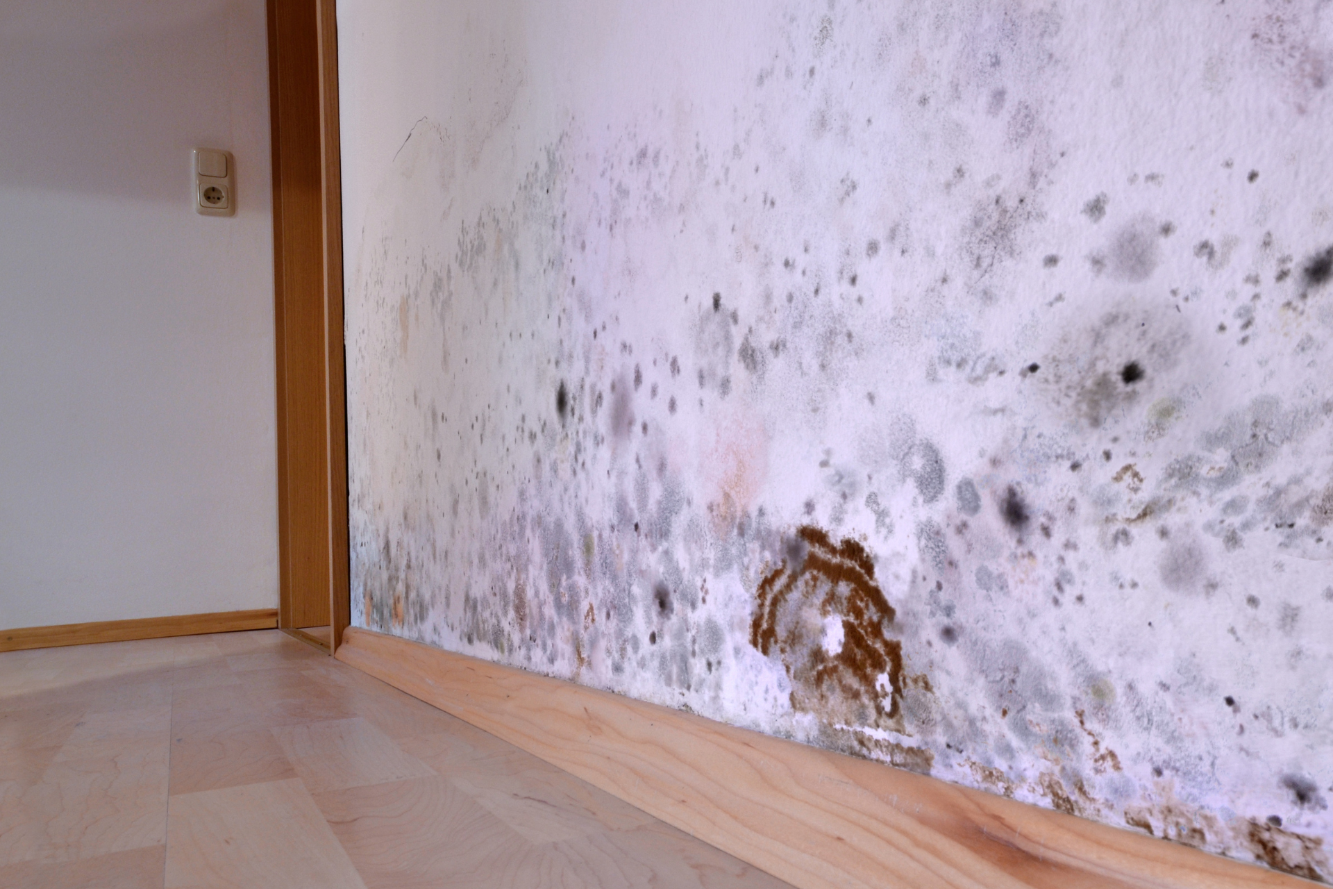 Wall covered in mold, with a damaged section near the baseboard.