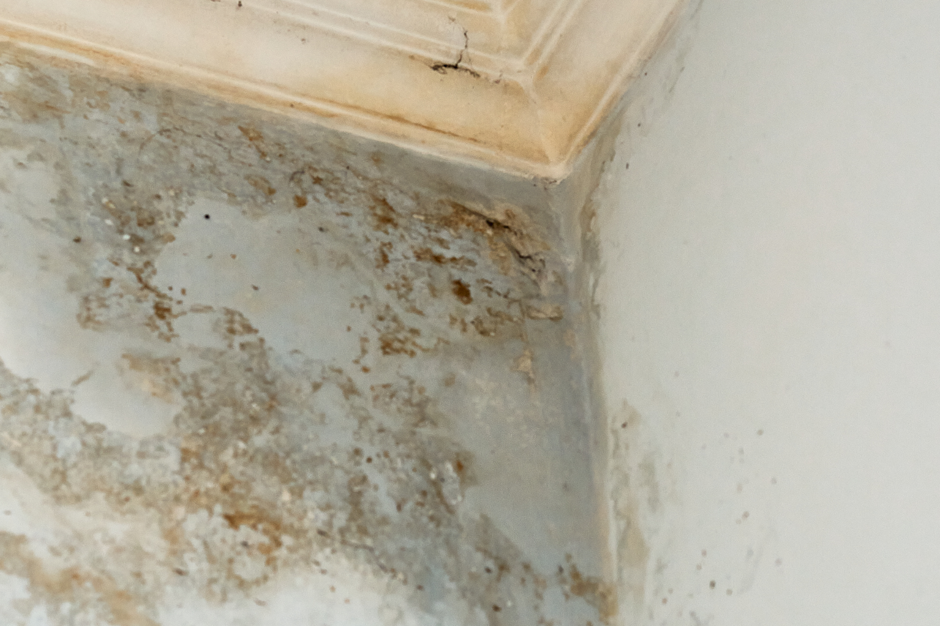 Mold growth on corner of a wall and ceiling; off-white and tan colors present.