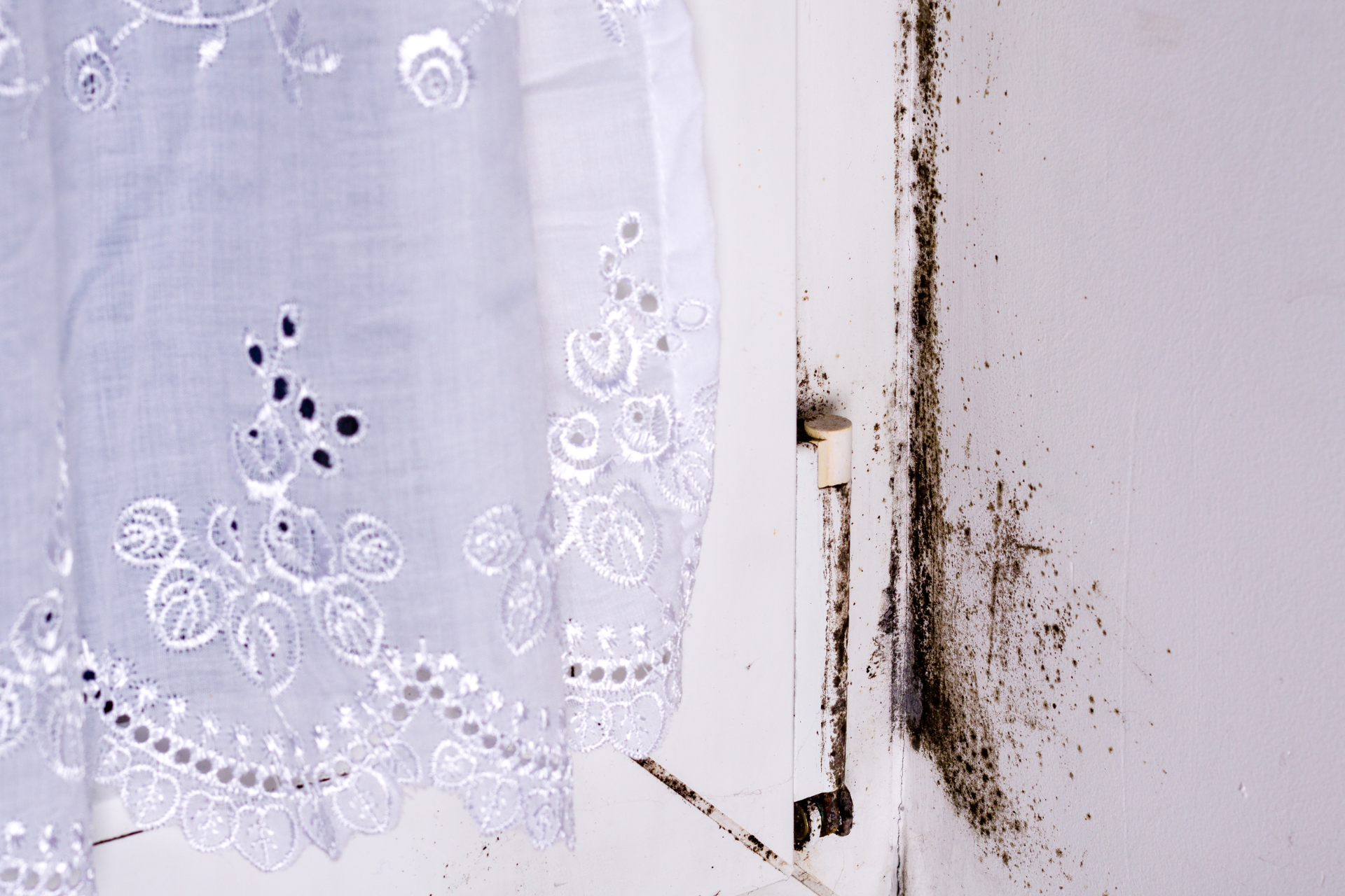 White curtain next to a wall covered in black mold.