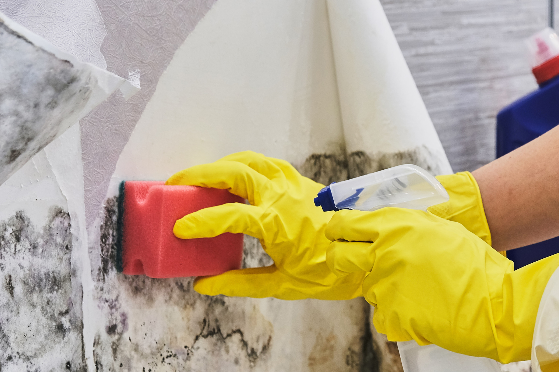 Person wearing yellow gloves scrubbing mold off a wall with a sponge and spray bottle.