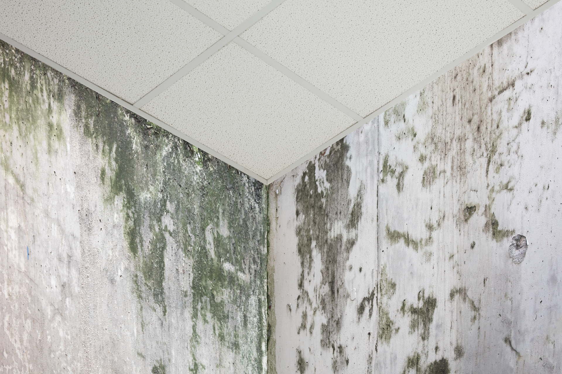 Mold-covered walls in a corner of a room, with a white, dotted ceiling.