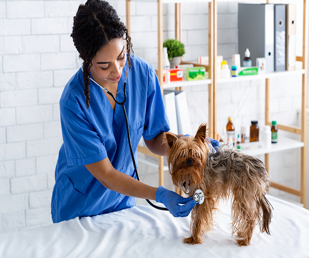 Female Groomer Brushing Rough Collie Dog — Drive, Dallas, TX — Smith Animal Clinic Female Groomer Brushing Rough Collie Dog — Drive, Dallas, TX — Smith Animal Clinic
