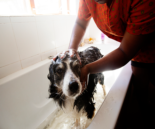 Spaniel Dog Taking a Shower — Drive, Dallas, TX — Smith Animal Clinic Spaniel Dog Taking a Shower — Drive, Dallas, TX — Smith Animal Clinic