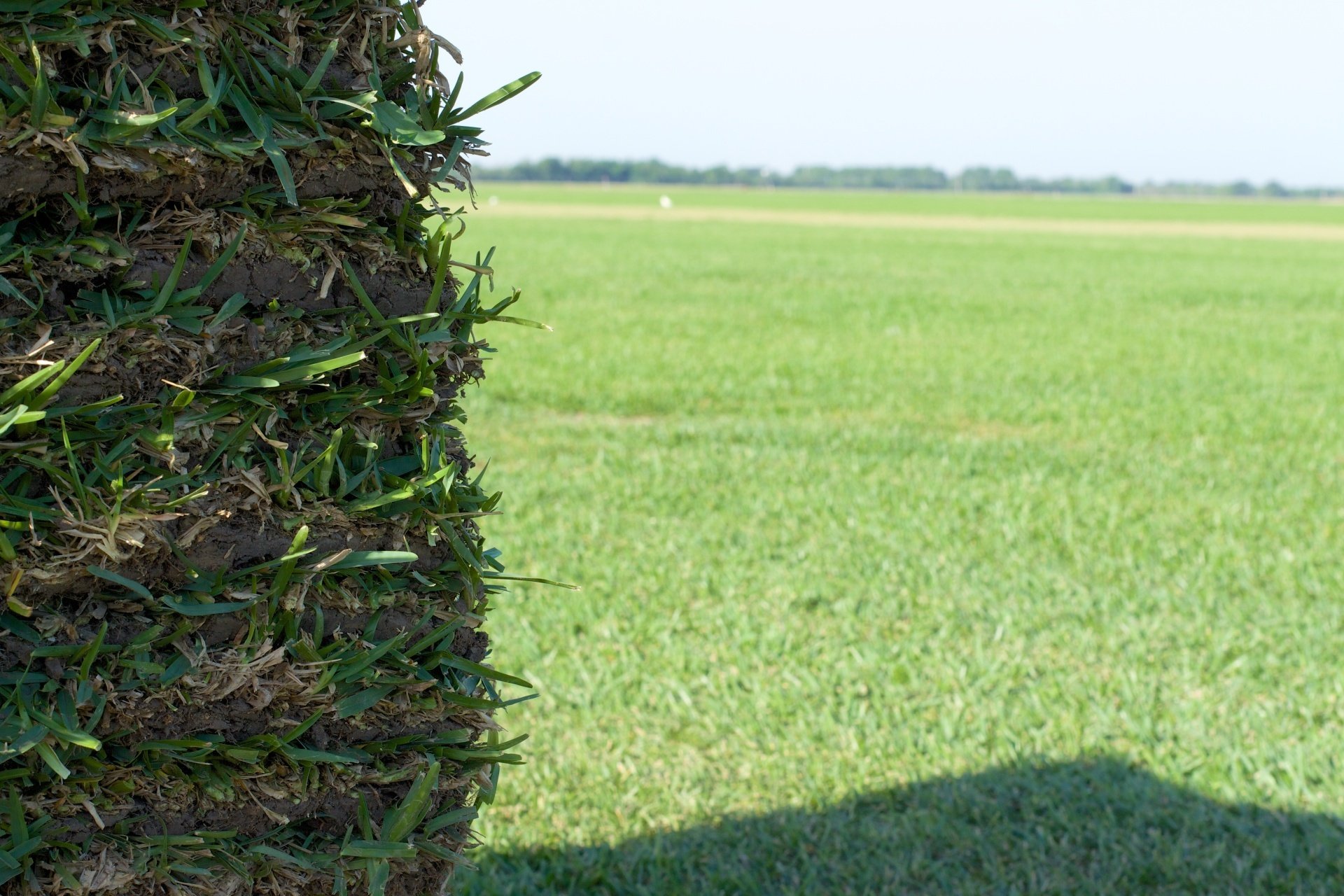 Local Sod Company Houston, TX Grass