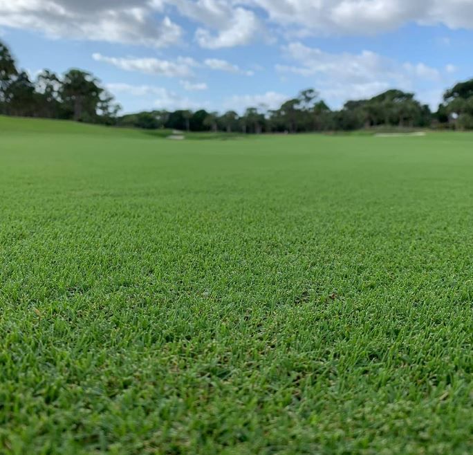 Local Sod Types Houston, TX Grass