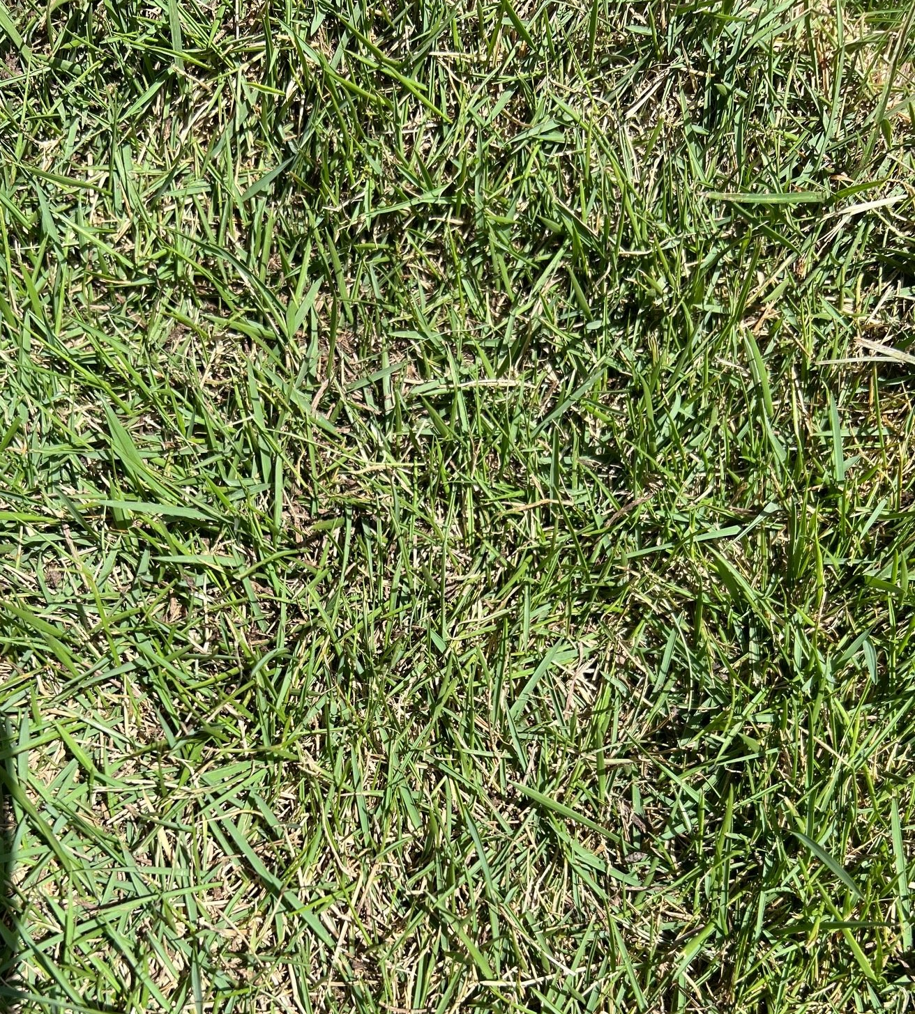 Early Morning Frost — Houston, TX — Cornett Grass — Houston, TX — Cornett Grass Early Morning Frost — Houston, TX — Cornett Grass — Houston, TX — Cornett Grass