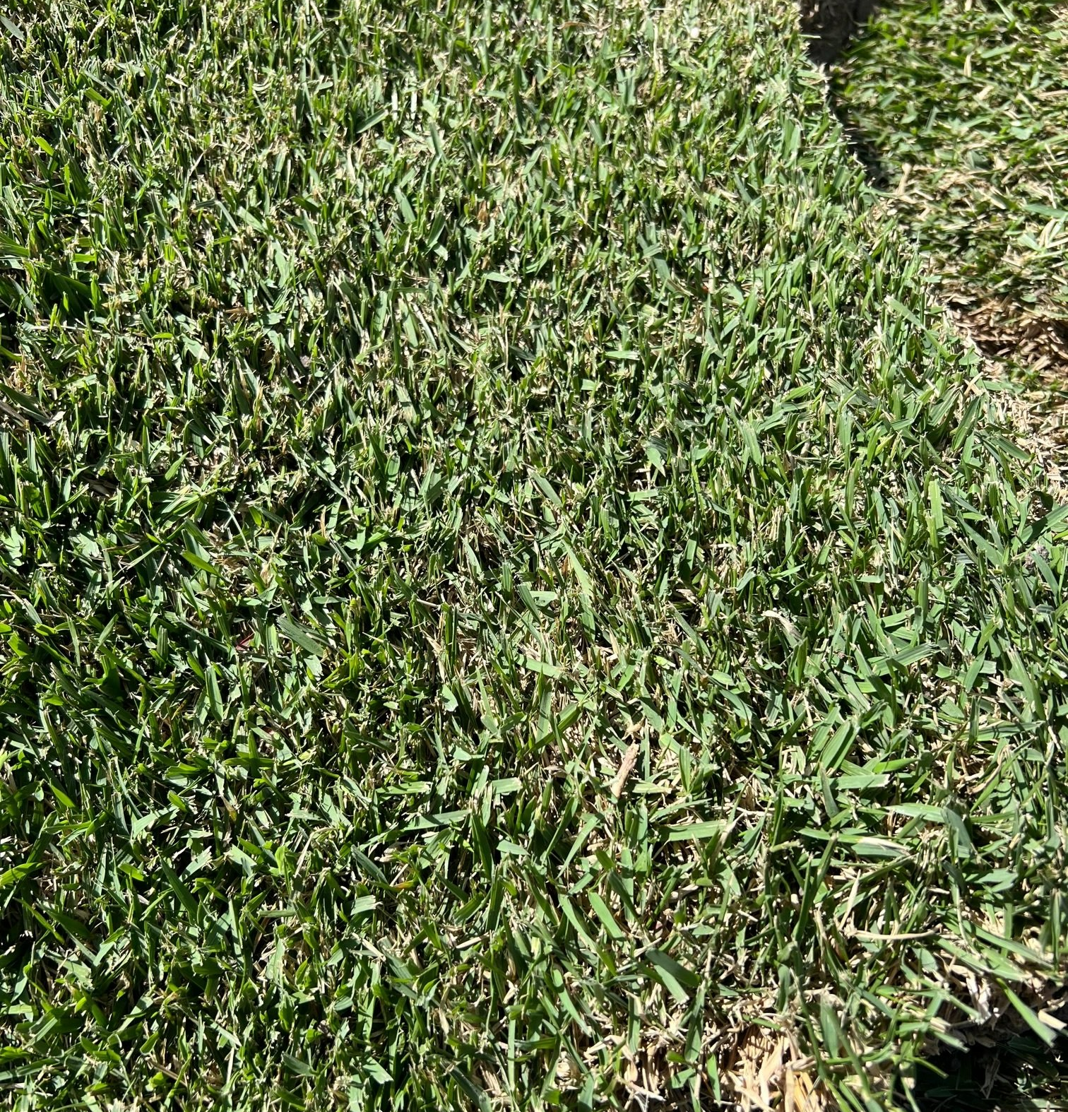Early Morning Frost — Houston, TX — Cornett Grass — Houston, TX — Cornett Grass Early Morning Frost — Houston, TX — Cornett Grass — Houston, TX — Cornett Grass