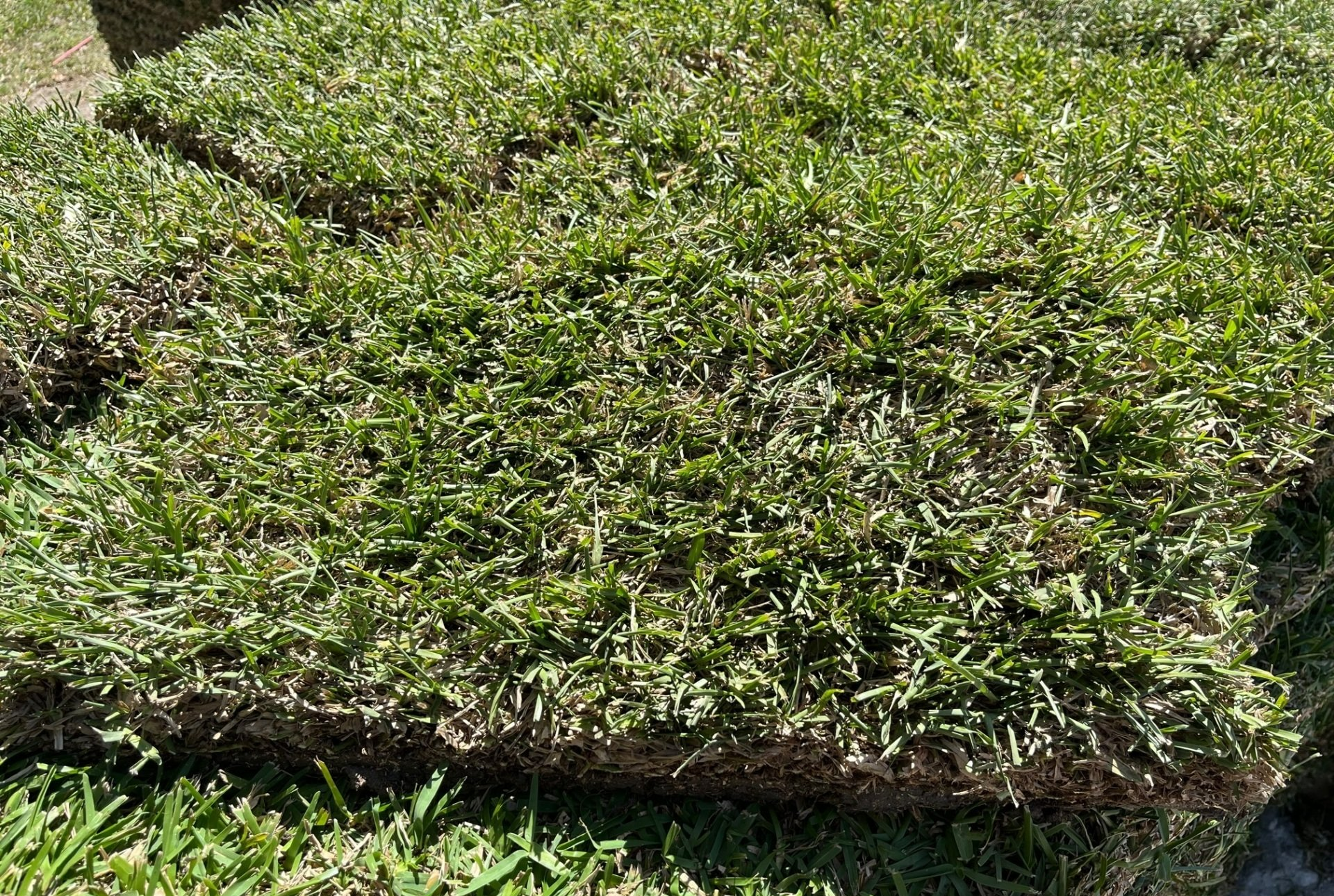 Early Morning Frost — Houston, TX — Cornett Grass — Houston, TX — Cornett Grass Early Morning Frost — Houston, TX — Cornett Grass — Houston, TX — Cornett Grass