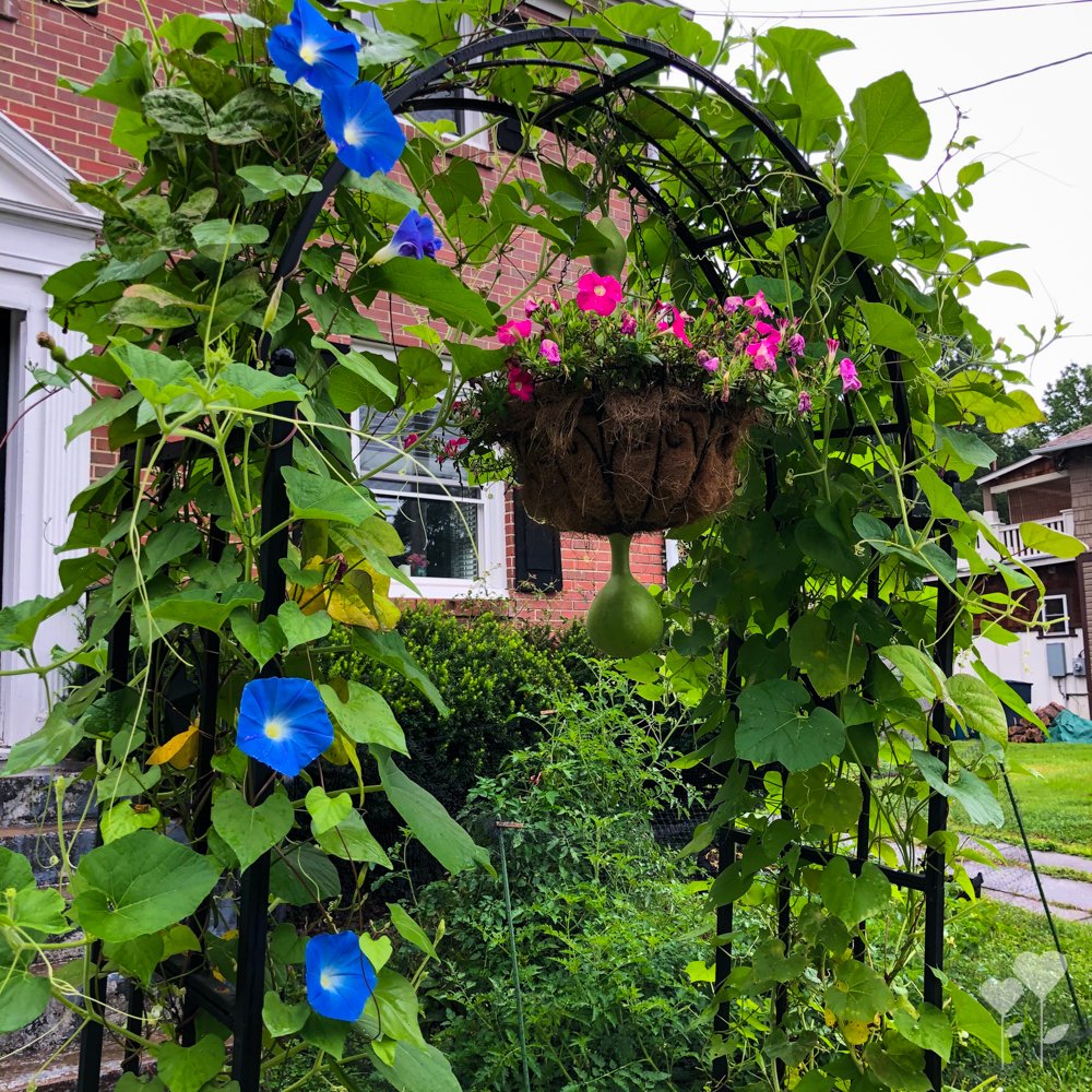 a hanging basket filled with pink and blue flowers hangs from a metal arch