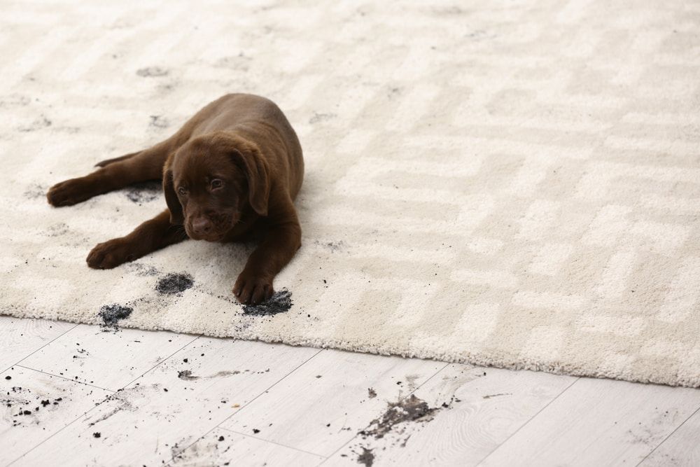 Brown puppy lying on a light rug with scattered dark dirt nearby
