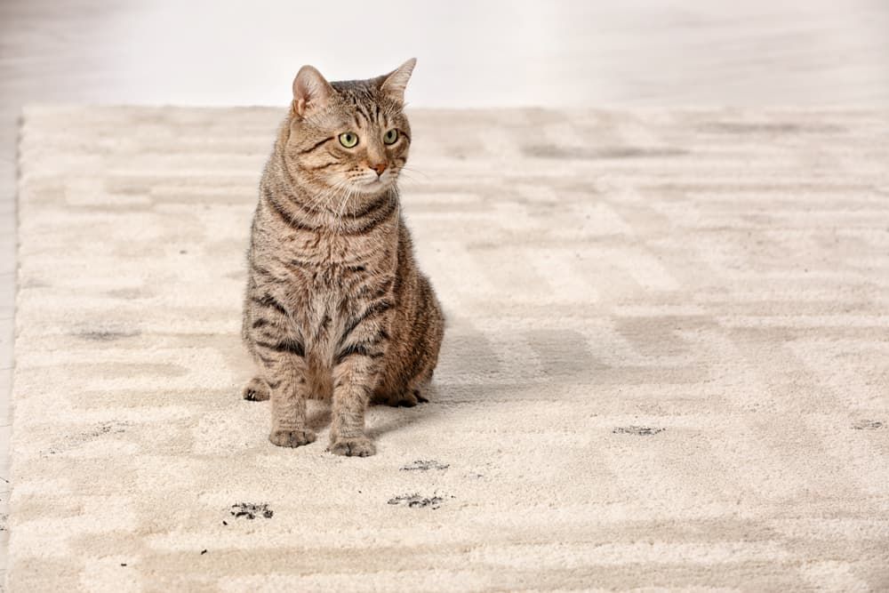 Tabby cat sitting on a light carpet, looking toward the camera