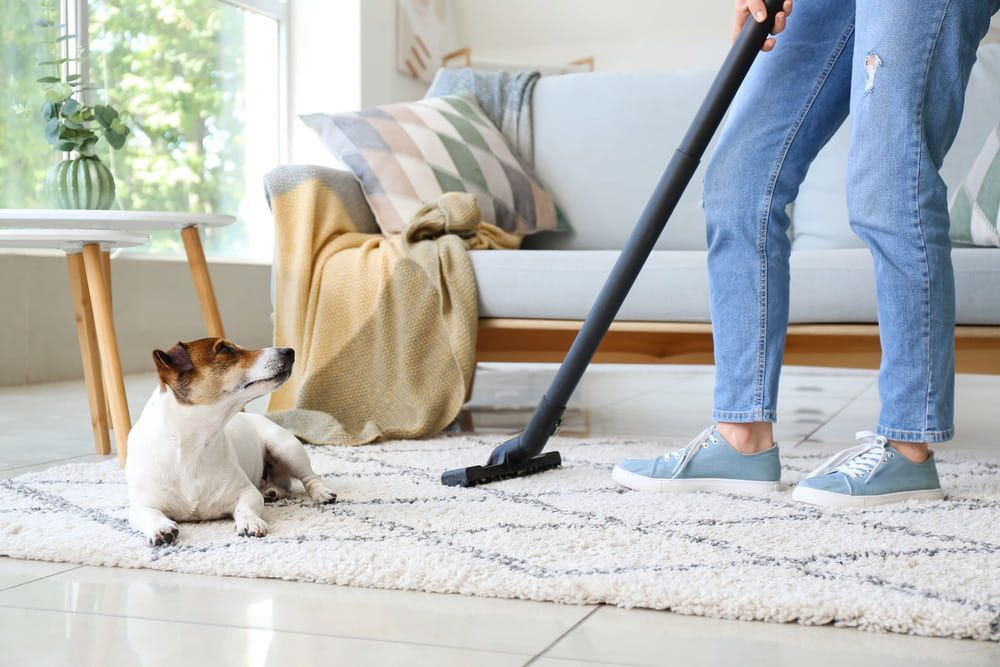 Person vacuuming a white rug while a small dog sits nearby in a bright living room