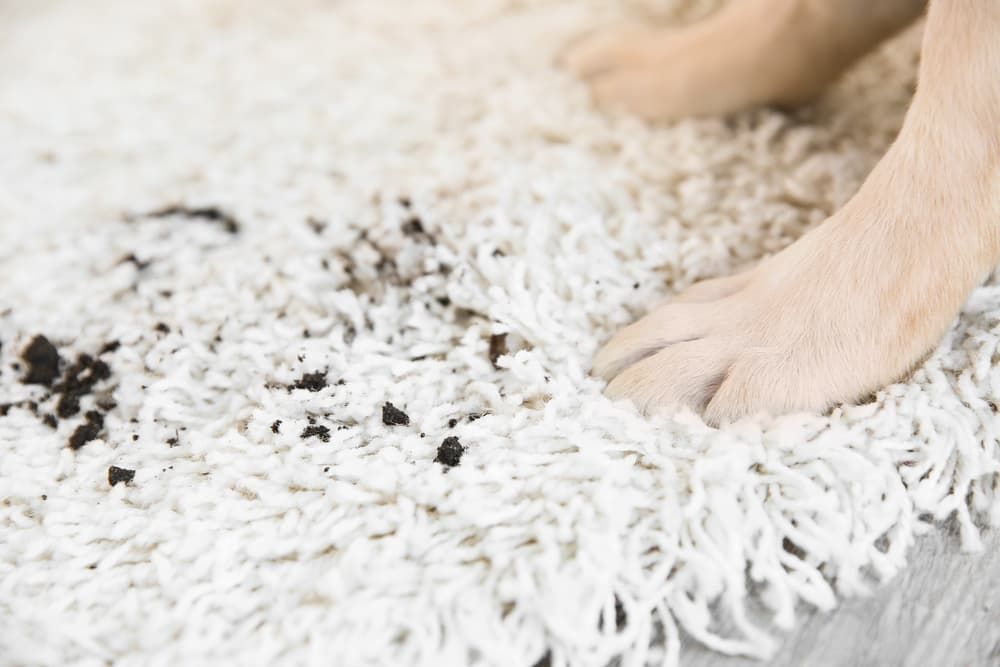 Bare feet standing on a fluffy white rug with black speckles