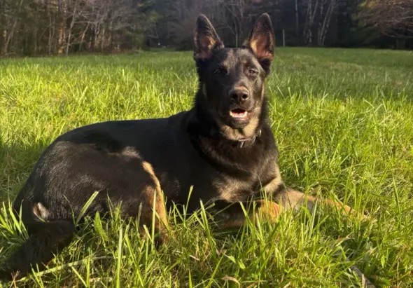 Black and tan dog, Ender, lying in grass in a sunny wooded clearing, looking at the camera.
