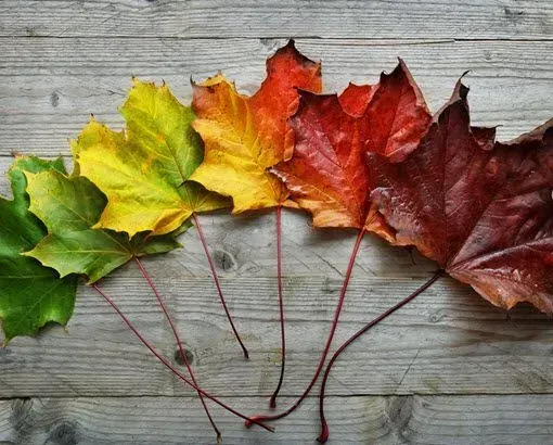 Five colorful autumn maple leaves arranged in a row on weathered gray wood