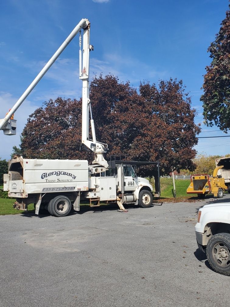 White tree service truck with extended lift arm near a large tree, on a blue-sky day.